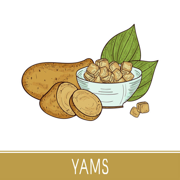 Yams. Tuber, sheet, square, bowl. Vegetable. Sketch. Color