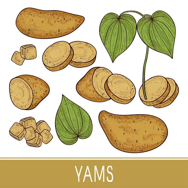 Süßkartoffeln. Knolle, Blatt, quadratisch. Gemüse. gesetzt. Skizze. Farbe — Stockvektor