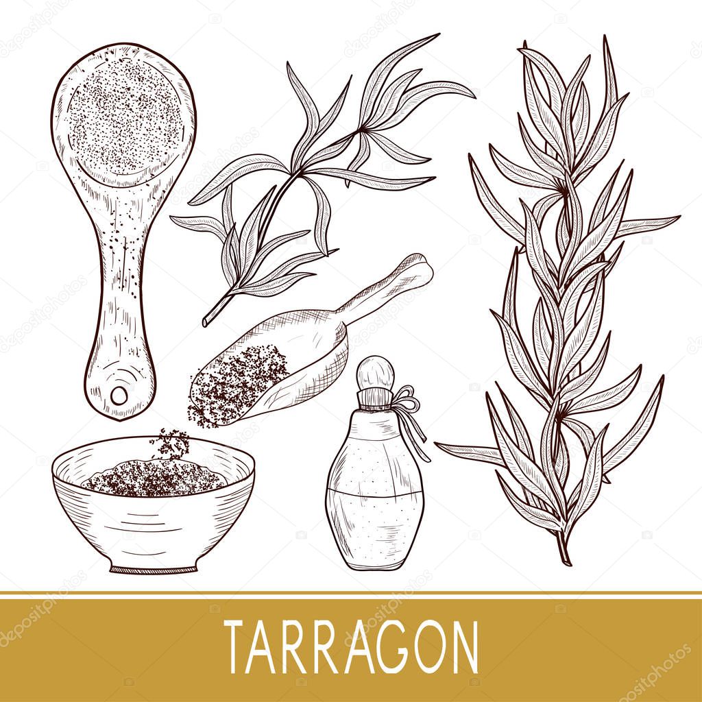 Tarragon. Plant, essence, seasoning. Bowl, scoop bottle. Set. Sketch. Monophonic