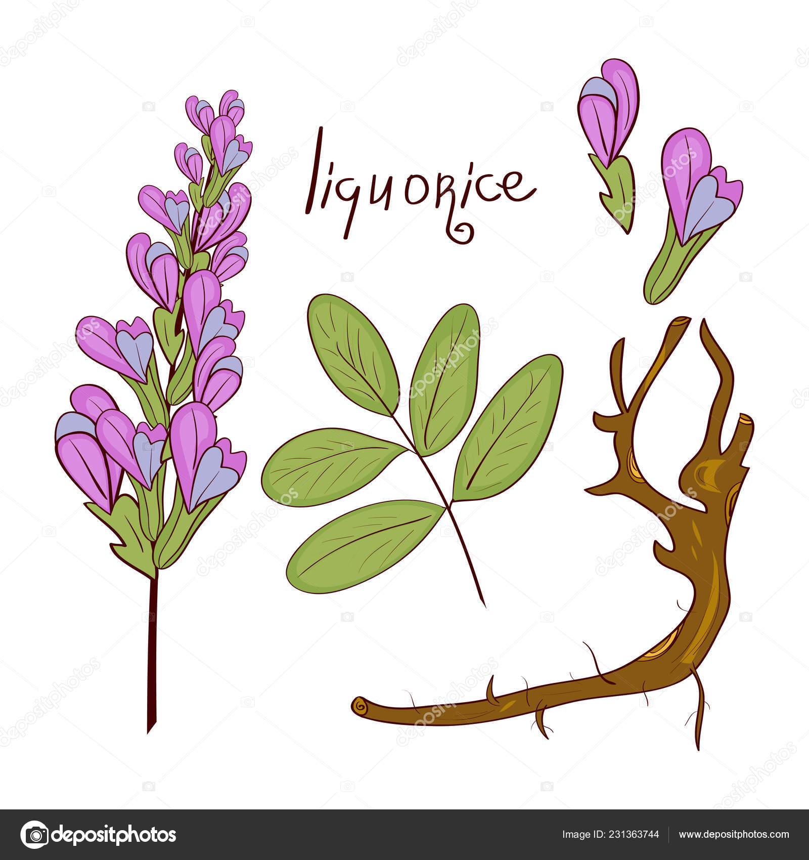 Licorice. Root, flower, leaves. Set. Sketch Stock Vector by ©KosOlga