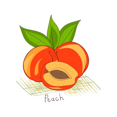 Şeftali kroki. Beyaz bir arka plan üzerinde.