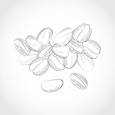 Fıstık. Grup. Siyah beyaz görüntü. Kurutulmuş meyve. Kroki.