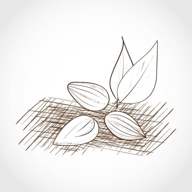 Somun. Badem. Kroki. Beyaz bir arka plan üzerinde devre desen.