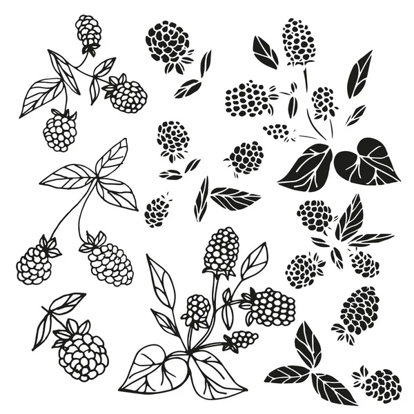 Moras. Listos. Risnok negro sobre fondo blanco. Silueta. Doodle. — Archivo Imágenes Vectoriales