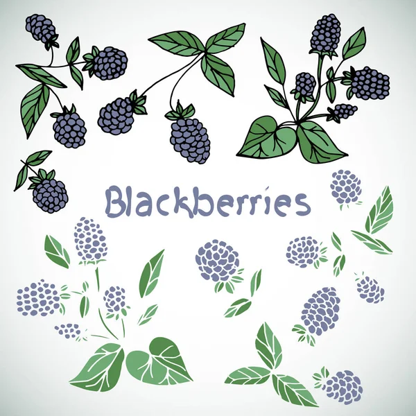 Berry, blackberry. ayarlayın. Doodle. — Stok Vektör