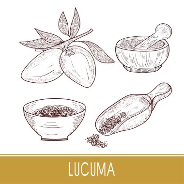 Lucuma. Meyve, yaprak. Toz, kepçe, harç, kase. Süper yiyecek. Kroki. Ayarlayın. Tek sesli.