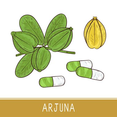 Arjuna. Meyve, yaprak, kapsül. Kroki. Ayarlayın. Renk