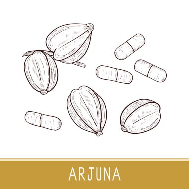 Arjuna. Meyve, kapsül. Kroki. Ayarlayın. Tek sesli.