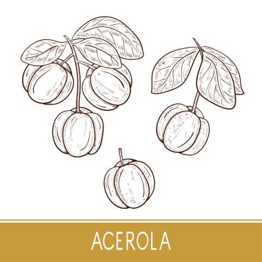 Acerola. Meyve, yaprak, dal. Ayarlayın. Kroki. Tek sesli