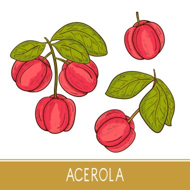 Acerola. Meyve, yaprak, dal. Ayarlayın. Kroki. Renk.