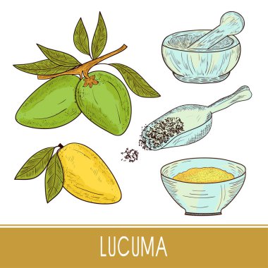Lucuma. Meyve, yaprak. Toz, kepçe, harç, kase. Süper yiyecek. Kroki. Ayarlayın. Renk