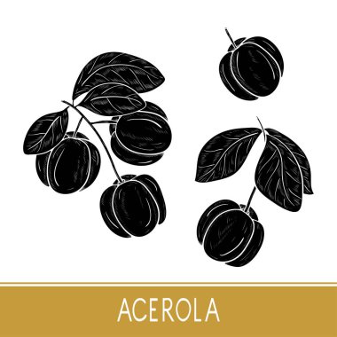 Acerola. Meyve, yaprak, dal. Ayarlayın. Beyaz arka planda siyah siluet.
