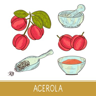Acerola. Meyve, yaprak, dal, toz. Ayarlayın. Kroki. Renk.