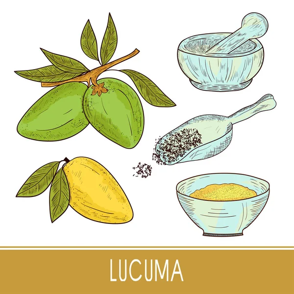 Lucuma. Fruit, leaves. Powder, scoop, mortar, bowl. Super food. Sketch. Set. Color — Stock Vector