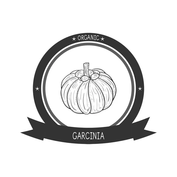 Garcinia. Früchte. Skizze. Monophon. Logo, Emblem. — Stockvektor