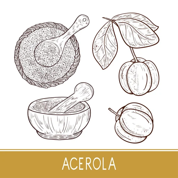 Acerola. Fruta, hojas, rama, polvo, mortero, cuchara, tazón. Listos. Boceto. Monofónico . — Vector de stock