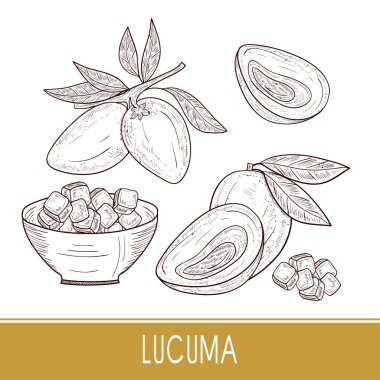 Lucuma. Meyve, yaprak, dilim. Süper yiyecek. Kroki. Ayarlayın. Tek sesli.