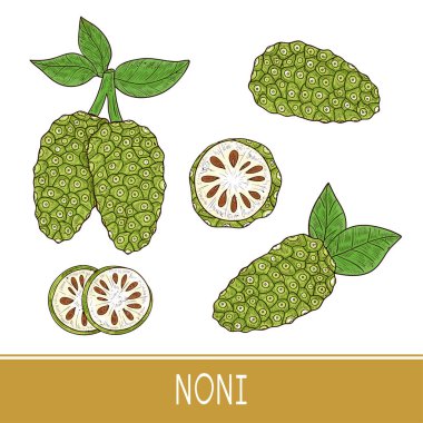 Noni. Meyve, yaprak. Kroki. Ayarlayın. Renk