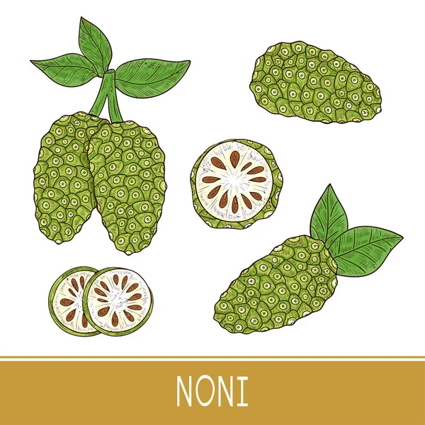 Noni. Frutta, foglie. Schizzo. Pronti. Colore — Vettoriale Stock