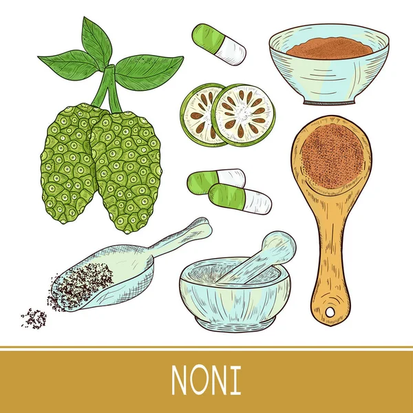 Noni. Fruta, hojas, polvo, cuchara, mortero, tazón, pastilla. Boceto. Listos. Color. — Vector de stock