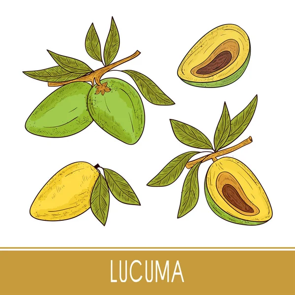 Lucuma. Früchte, Blätter. Superfood. Skizze. gesetzt. Farbe — Stockvektor