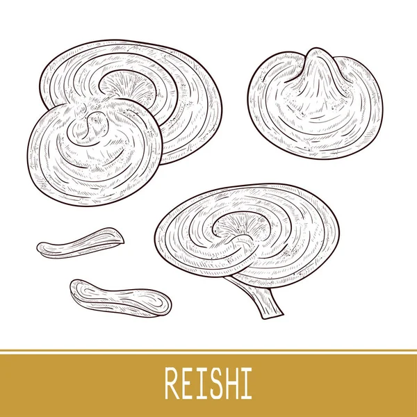 Reishi입니다. 버섯입니다. 설정 합니다. 밑그림입니다. 모노. — 스톡 벡터