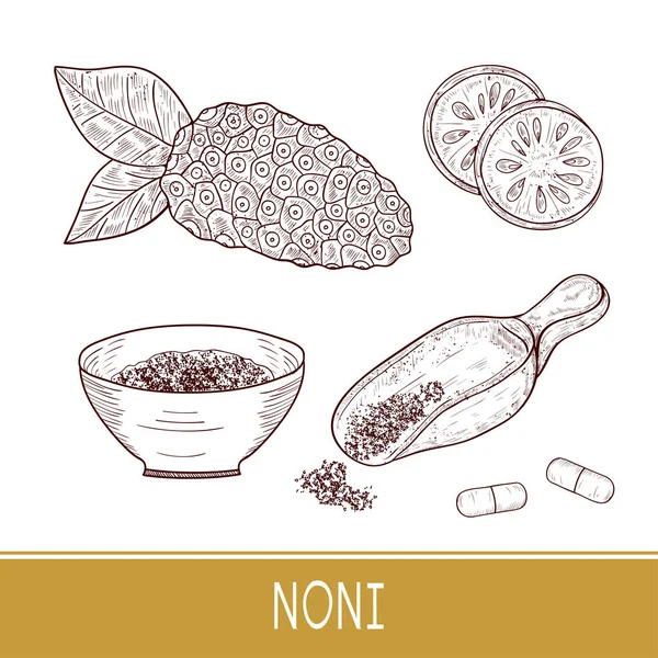 Noni. Fruta, hojas, polvo, cuchara, tazón, píldora. Boceto. Listos. Monofónico . — Vector de stock