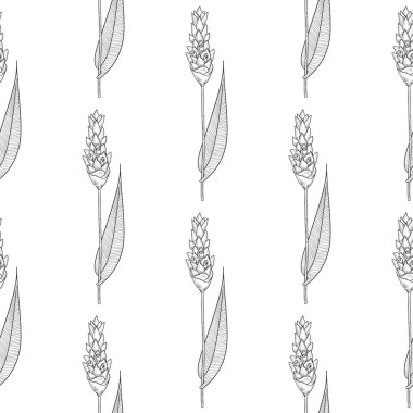 Zerdeçal. Çiçek, yaprak. Kroki. Arka plan, duvar kağıdı, sorunsuz, doku.