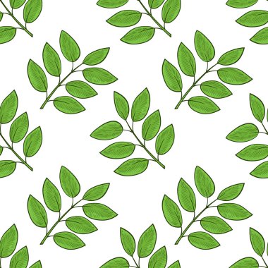 Yeşil yaprak, dal. Beyaz arka plan. Duvar kağıdı, doku, sorunsuz. Kroki.