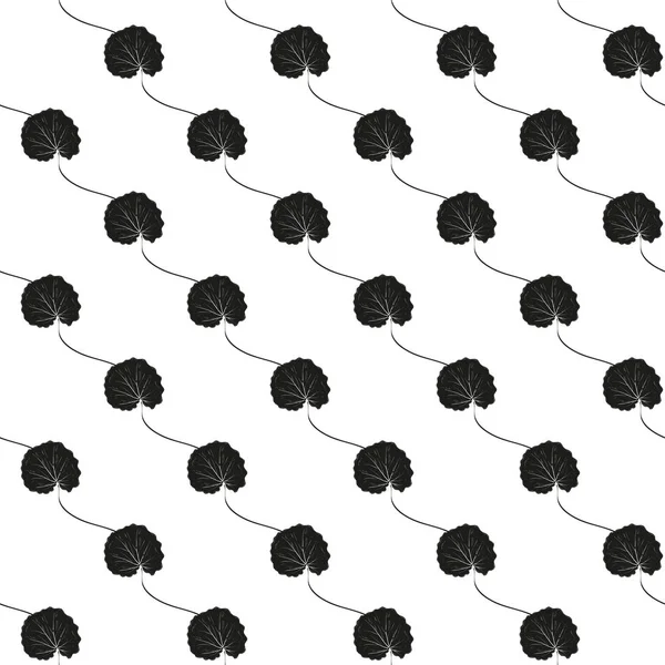 Gotu Kola. Fondo, papel pintado, sin costuras. Hojas, tallo. Monocromo. Silueta negra . — Vector de stock