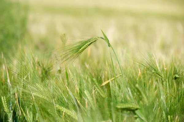 Yazın yeşil bir tarlada buğday heykeli
