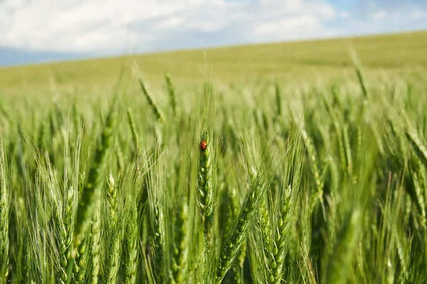 Yazın gökyüzünde yeşil bir alanda buğday heykeli
