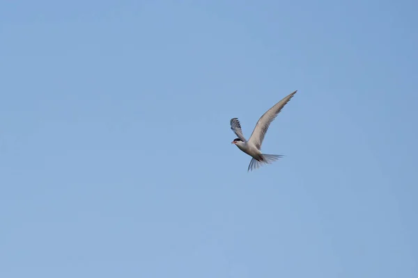 Açık gagalı bir martı açık bir gökyüzüne karşı