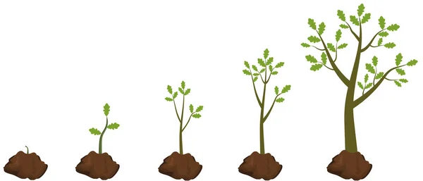 Fem stadier av växande träd. — Stock vektor