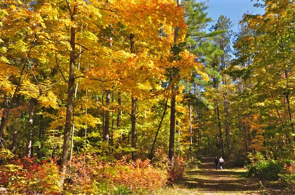 Pareja Caminando Bosque Otoño —  Fotos de Stock