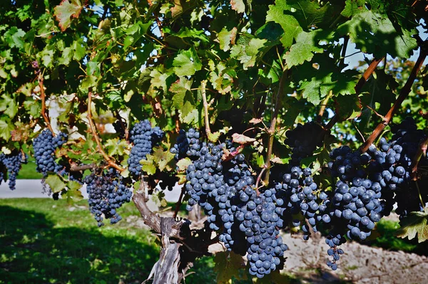 Uvas Gamay Noir Bodega Ontario Canadá — Foto de Stock