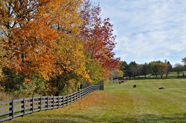 カナダのオンタリオ州で秋の色のフェンスと馬の農場 — ストック写真