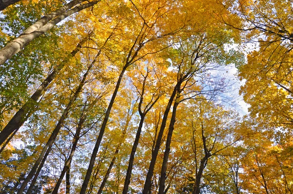 Вид Верхушку Дерева Ветвей Кленового Дерева Осенью — стоковое фото