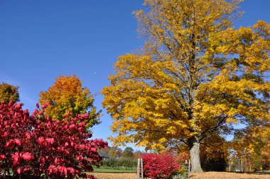 Yol kenarında sonbahar yaprağı rengi, Milton, Ontario, Kanada.