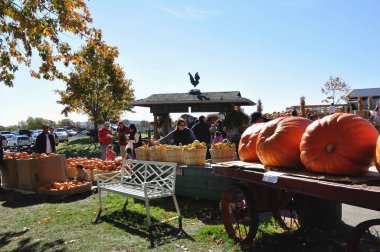 Milton, Ontario / Kanada - 10 / 19 / 2008: Balkabakları büyük balkabağı sergilenen bir çiftlikte satışa hazır.