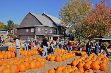 Milton, Ontario / Kanada - 10 / 19 / 2008: Pumpkins bir tarım pazarında satışa hazır, Milton, Ontario, Kanada.