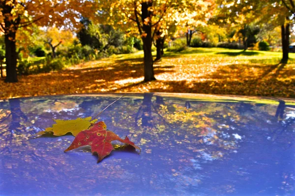 Refleksja Jesiennego Koloru Liści Dachu Samochodu Milton Ontario Kanada — Zdjęcie stockowe