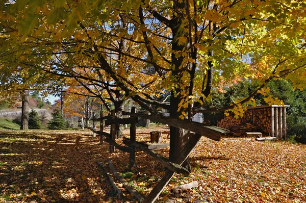 Colore Delle Foglie Autunnali Lungo Strada Milton Ontario Canada — Foto Stock