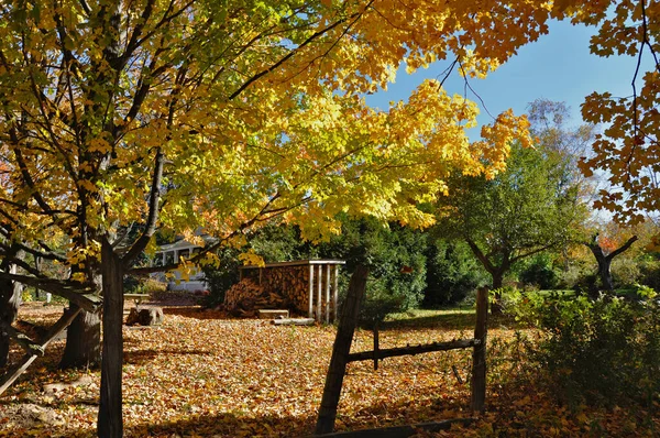 路边的秋叶颜色 加拿大安大略省弥尔顿 — 图库照片