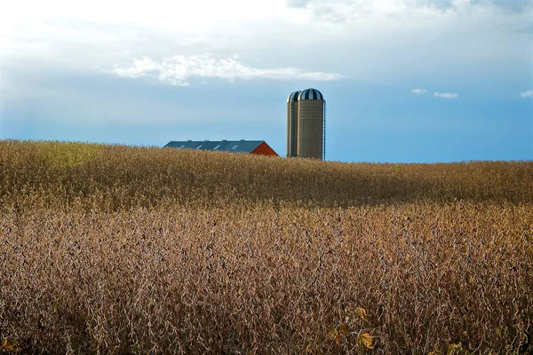 収穫の準備ができている大豆畑 ミルトン オンタリオ州 カナダ — ストック写真