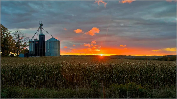 Field of cornstalks with silo at sunset