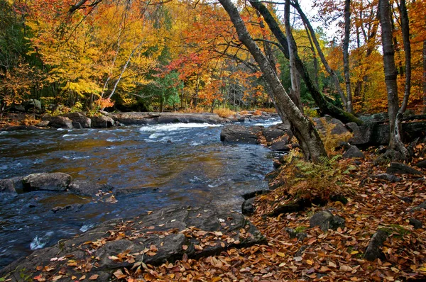 Rivière Rapide Dans Parc Public Avec Couleur Des Feuilles Automne — Photo