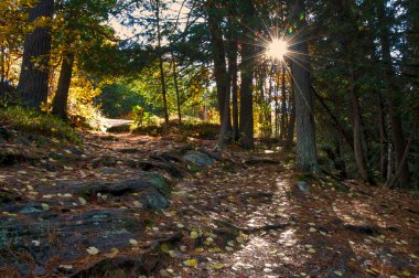 Bracebridge, Ontario / Canada - 10/11/2009: Sun rays through the forest in autumn.