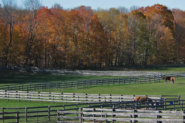 柵や紅葉を持つ馬の農場 — ストック写真