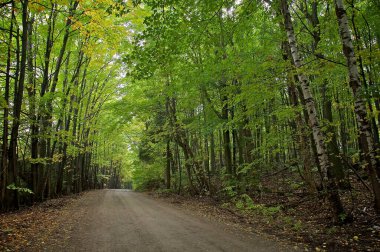 Her iki tarafında ağaçlar olan kır yolu, Orangeville, Ontario, Kanada.